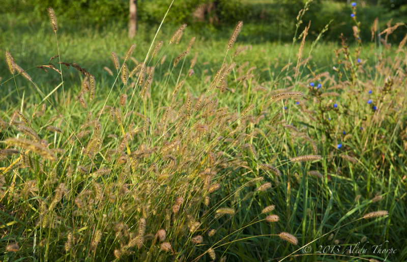 tall grass©.jpg