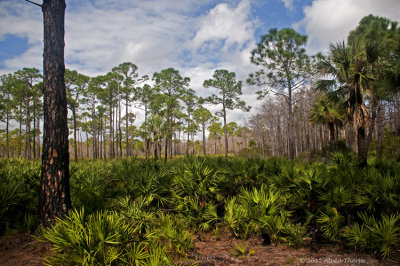 Jonathan Dickinson State Park