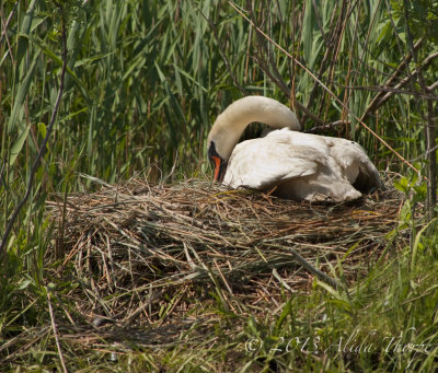 swans nest