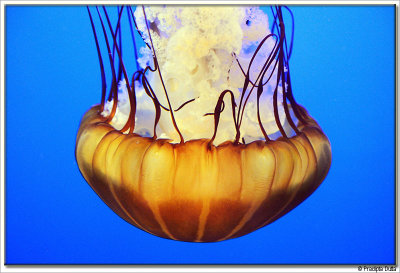 Jellyfish