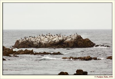 Rocks & birds