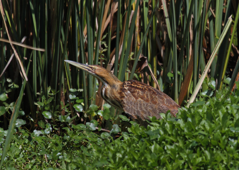 Least Bittern