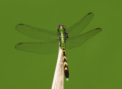 Eastern Pondhawk 