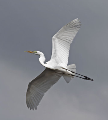 Great Egret in flight