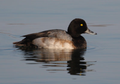 Lesser Scaup