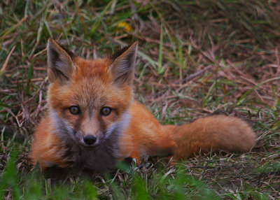 Red Fox and kits