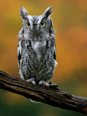 Screech Owl