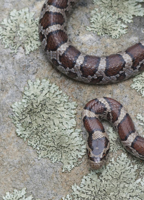 Eastern Milk Snake