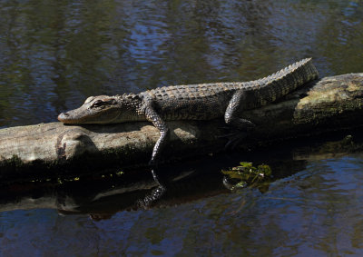 American Alligator