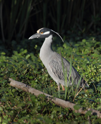 Yellow-Crowned Night Heron