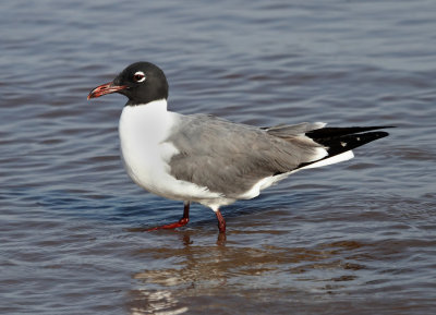 Laughing Gull