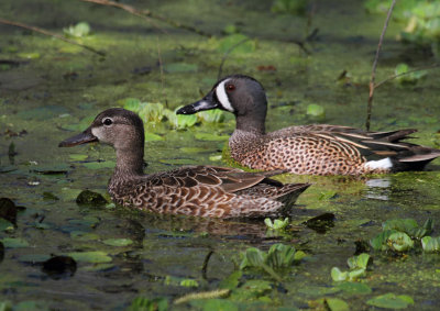 Male and Female Blue Winged Teals