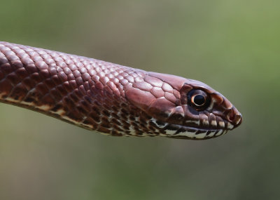 Western Coachwhip