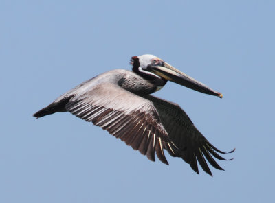 Grey Pelican