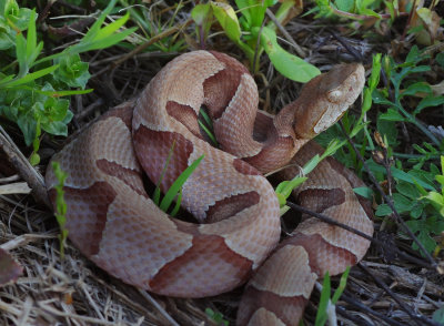 Southern Copperhead