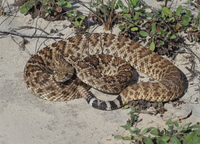 Western Diamondback Rattlesnake 