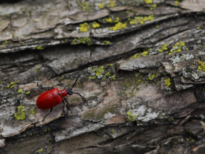 Scarlet Lily Beetle