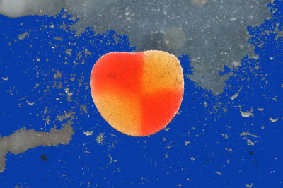 Background_2_small-1.jpg