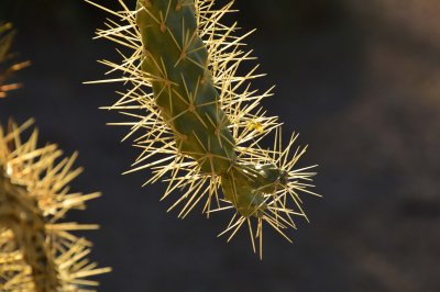 Prickly (Mesa, AZ)
