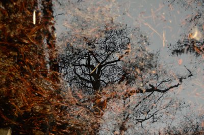 Tree Reflected (First Landing)