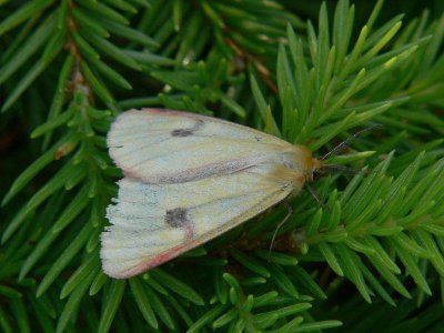 Rödfransad björnspinnare (hane) - Diacrisia sannio - Clouded Buff (male)