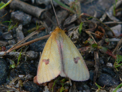 Rödfransad björnspinnare (hane) - Diacrisia sannio - Clouded Buff (male)