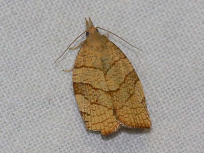 Mörkkantad bredvecklare - Pandemis corylana - Chequered Fruit-tree Tortrix