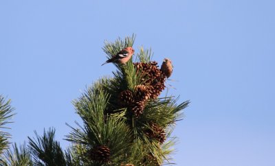 White-winged Crossbill, males