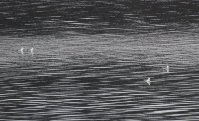 Larus quabbinus