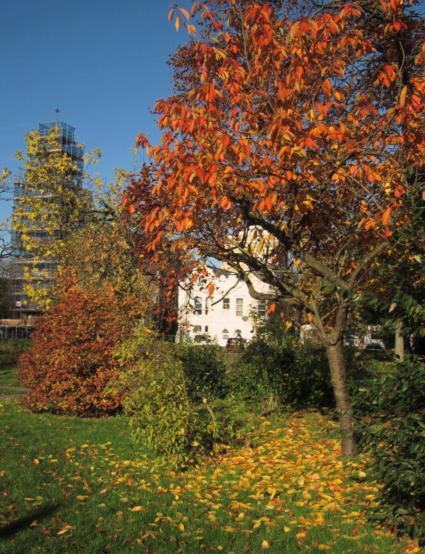 Autumnal  colour  in  Trinity  Gardens