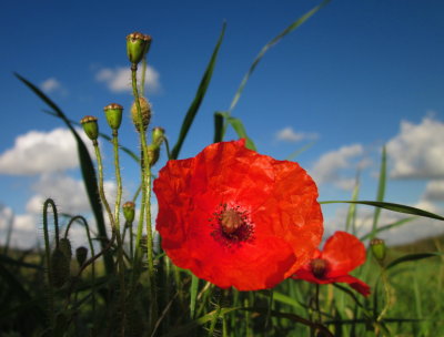 Field  poppies  on  the  South  Downs.