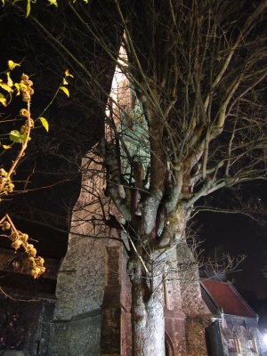 St. Edward  the  Confessor  Church,  and  tree.