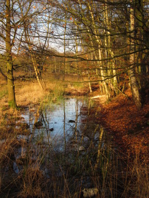 a  new  forest  pool.