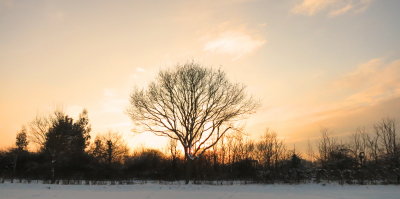 Tree  silhouetted  on  a  wintry  afternoon.
