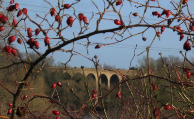Farningham  viaduct  through  rosehips.