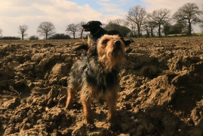 Eddie , with  Max  behind.