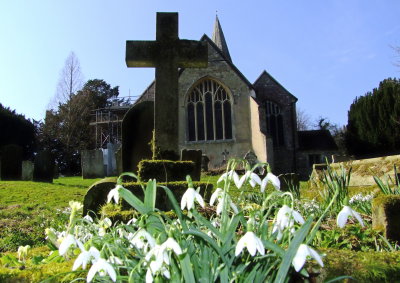 Snowdrops  at  St.  Mary's.