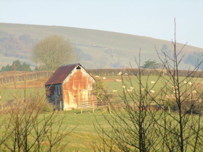 The  corrugated  iron  barn.