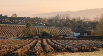 Early  morning  in  the  Darenth  Valley