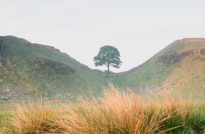 Sycamore  Gap , looking  south.