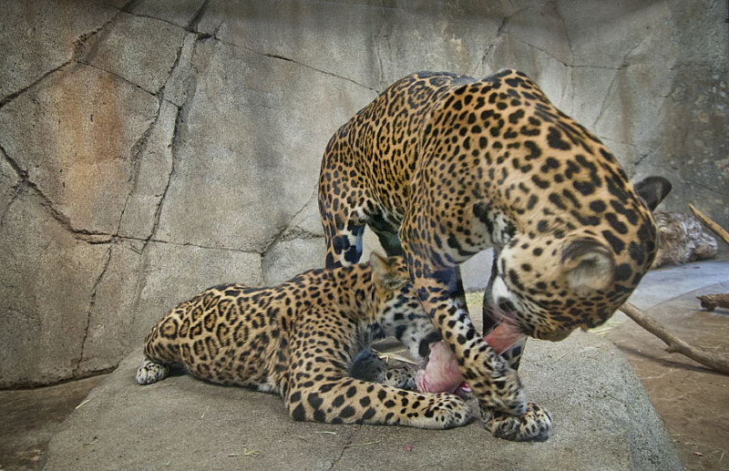 Jaguars Bone 9313