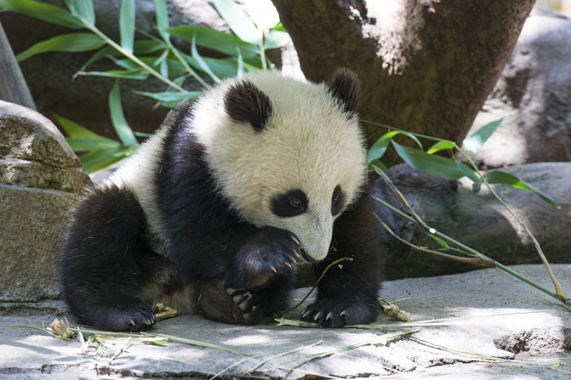 Baby  Panda  0093