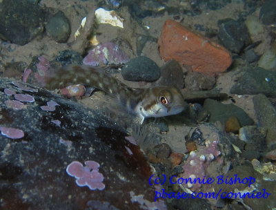 Either a Snake Blenny or Ocean Pout.. we are debating!