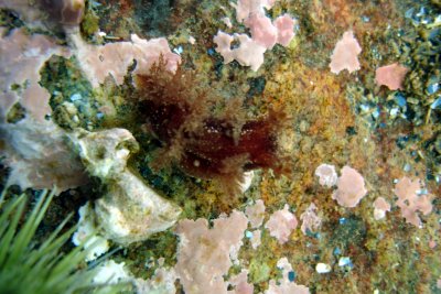 Bushy-back Nudibranch