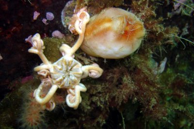 Northern Basket Star to the left of a Sea Peach