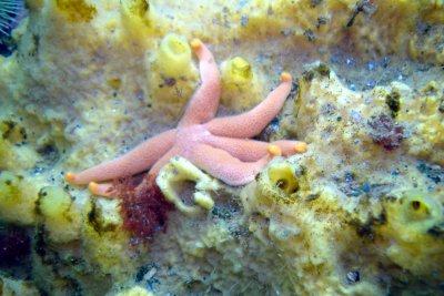 Blood Sea Star on Warty Sponge