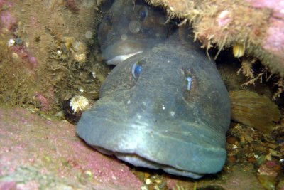 Ocean pout.. 2 in a den!