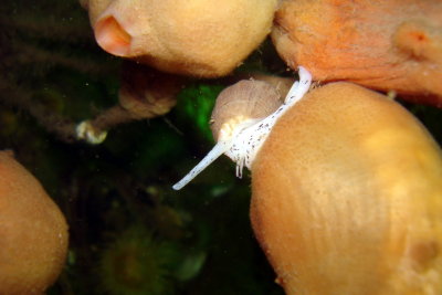 Waved Whelk on Stalked Tunicate