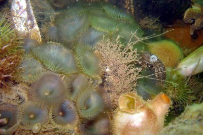 Cluster of open slime worms