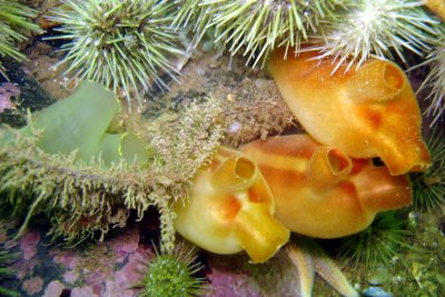 Sea vase and Sea Peach
